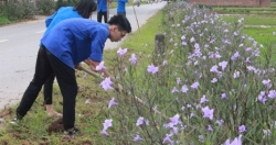  Đường làng nở hoa