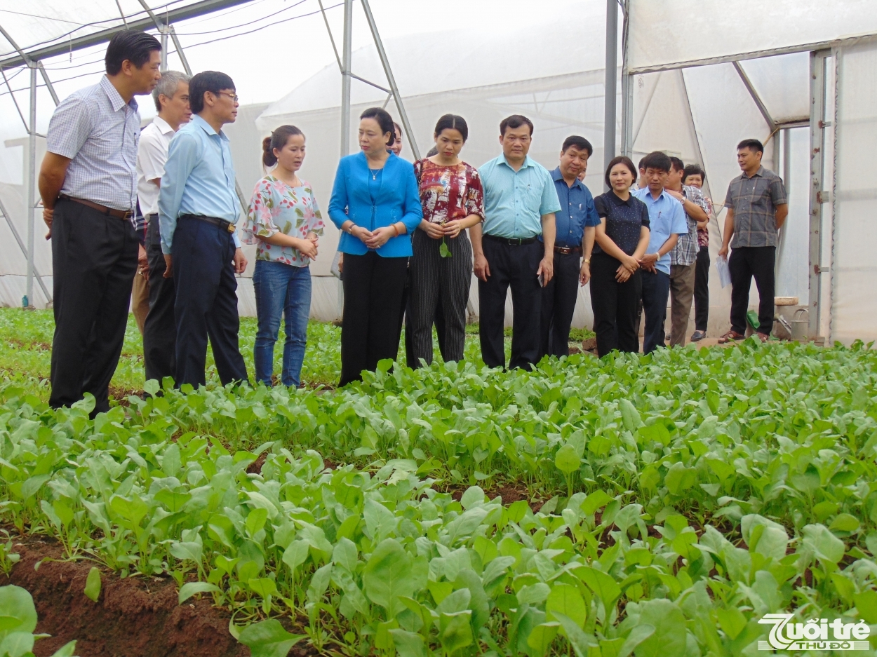 Đồng chí Ngô Thị Thanh Hằng, Phó Bí thư Thường trực Thành ủy Hà Nội tham quan mô hình trồng rau an toàn ứng dụng công nghệ cao tại huyện Thường Tín (Hà Nội)