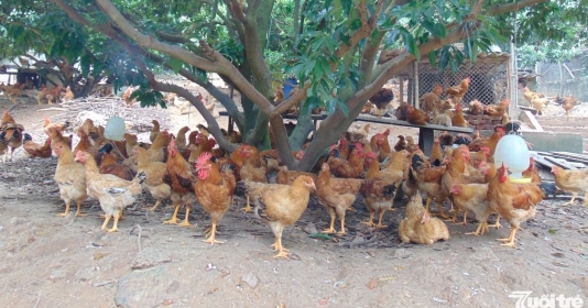 Đẩy mạnh xây dựng chuỗi liên kết chăn nuôi - tiêu thụ gà đồi Sóc Sơn