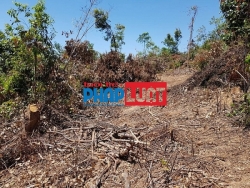 Lộ thủ phạm phá tan hoang gần chục hecta rừng Quảng Châu