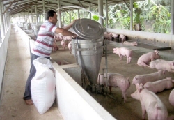 Vi phạm về chất lượng, hàng loạt sản phẩm thức ăn chăn nuôi trên Tây Nguyên bị phạt