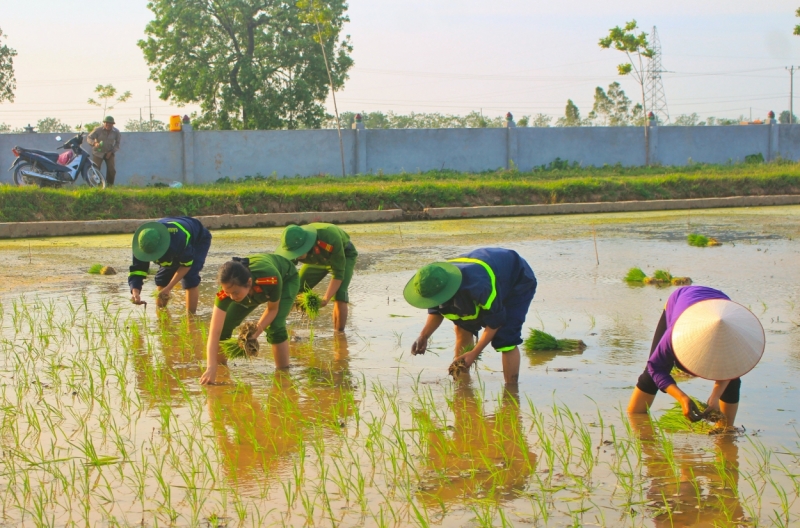 Chiến sĩ trẻ Thủ đô cấy lúa cùng dân trong thời tiết 40 độ C