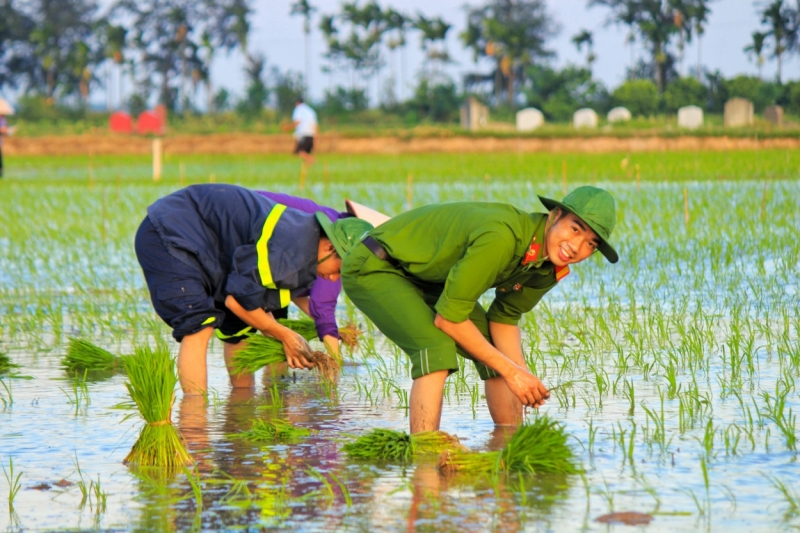 Chiến sĩ trẻ Thủ đô cấy lúa cùng dân trong thời tiết 40 độ C