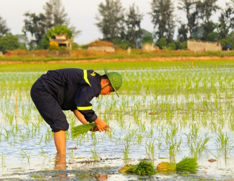 Chiến sĩ trẻ Thủ đô cấy lúa cùng dân trong thời tiết 40 độ C