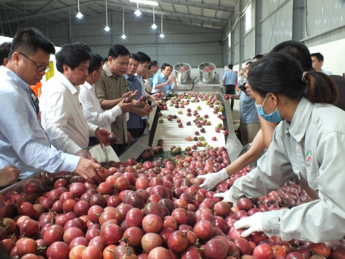 Hiện tại, tỉnh Gia Lai đang tìm hướng phát triển sản xuất bền vững cho cây chanh leo