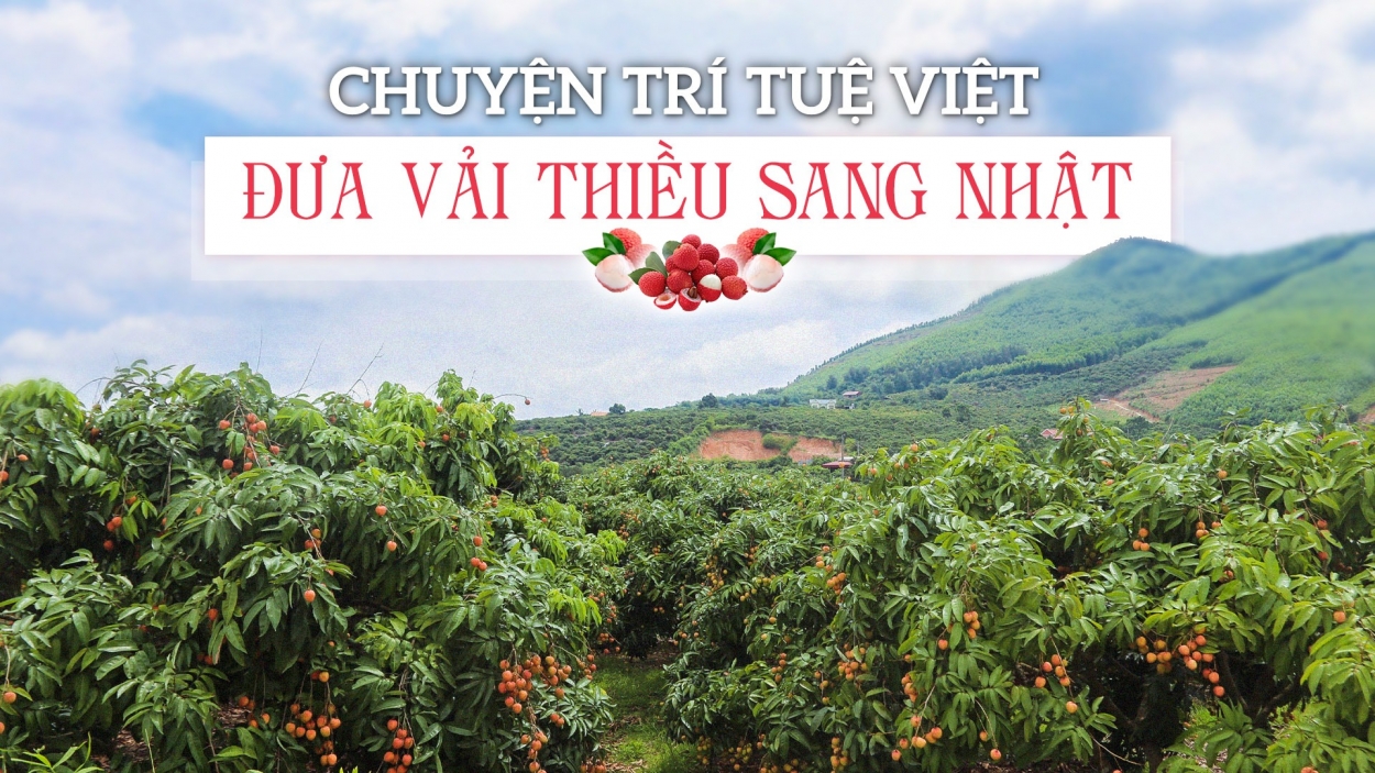 Chuyện trí tuệ Việt đưa vải thiều sang Nhật