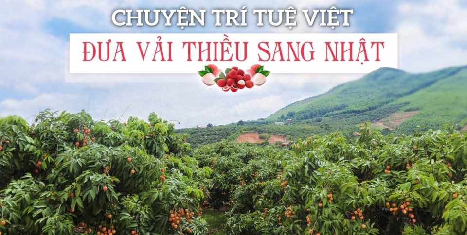 Chuyện trí tuệ Việt đưa vải thiều sang Nhật