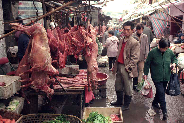 Thế giới đang chứng kiến sự gia tăng các dịch bệnh truyền từ động vật sang người như SARS-CoV-2 (Ảnh minh họa)