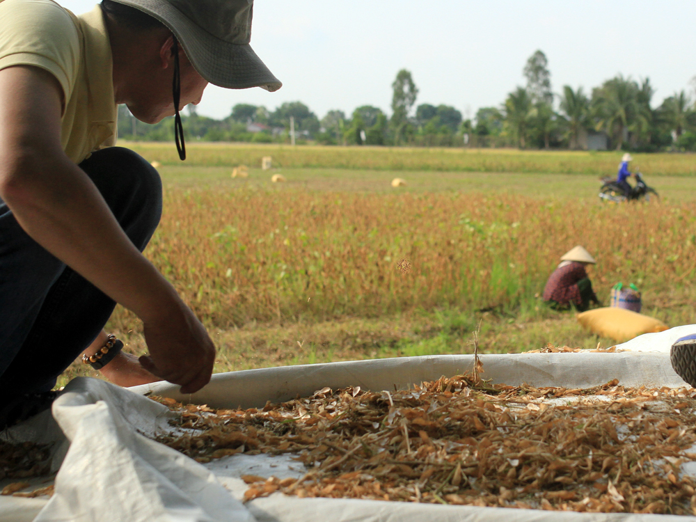 Vinasoy gặt hái thành tựu mới trong tạo giống, phát triển nguyên liệu đậu nành