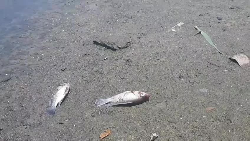 Đà Nẵng: Cá chết nổi lềnh bềnh cạnh Nhà máy xử lý nước thải Phú Lộc