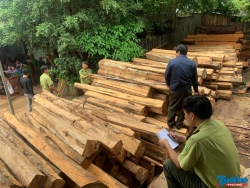 Gia Lai: Bắt tạm giam chủ doanh nghiệp trữ gần 200m3 gỗ không rõ nguồn gốc