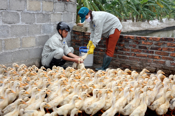 Vi phạm hành chính trong lĩnh vực thú y phạt đến 100 triệu đồng