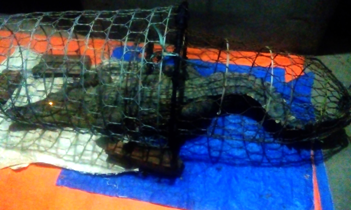 Hà Nội: Người dân bắt được cá sấu nặng gần 40kg trên sông Tích