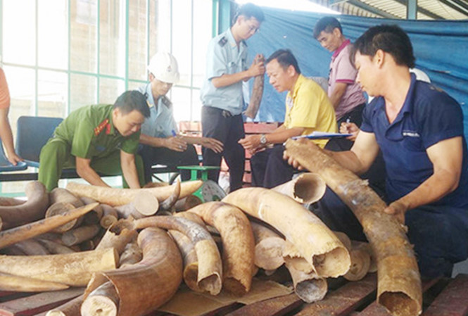 Vụ đánh tráo 150 kg ngà voi: Bắt một cán bộ Cục Hải quan Hà Nội