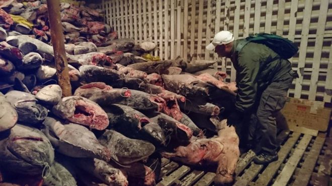 Ecuador bắt giữ tàu Trung Quốc đánh bắt cá mập quý hiếm