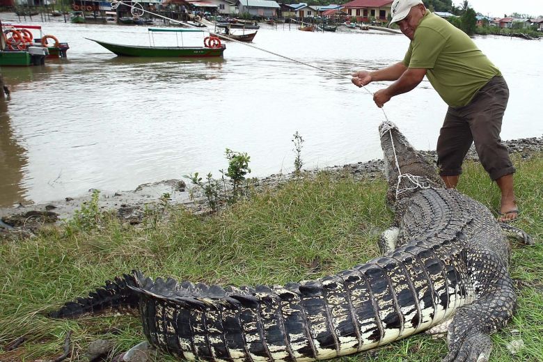Malaysia: Cho phép săn bắt nhằm giảm bớt số lượng cá sấu