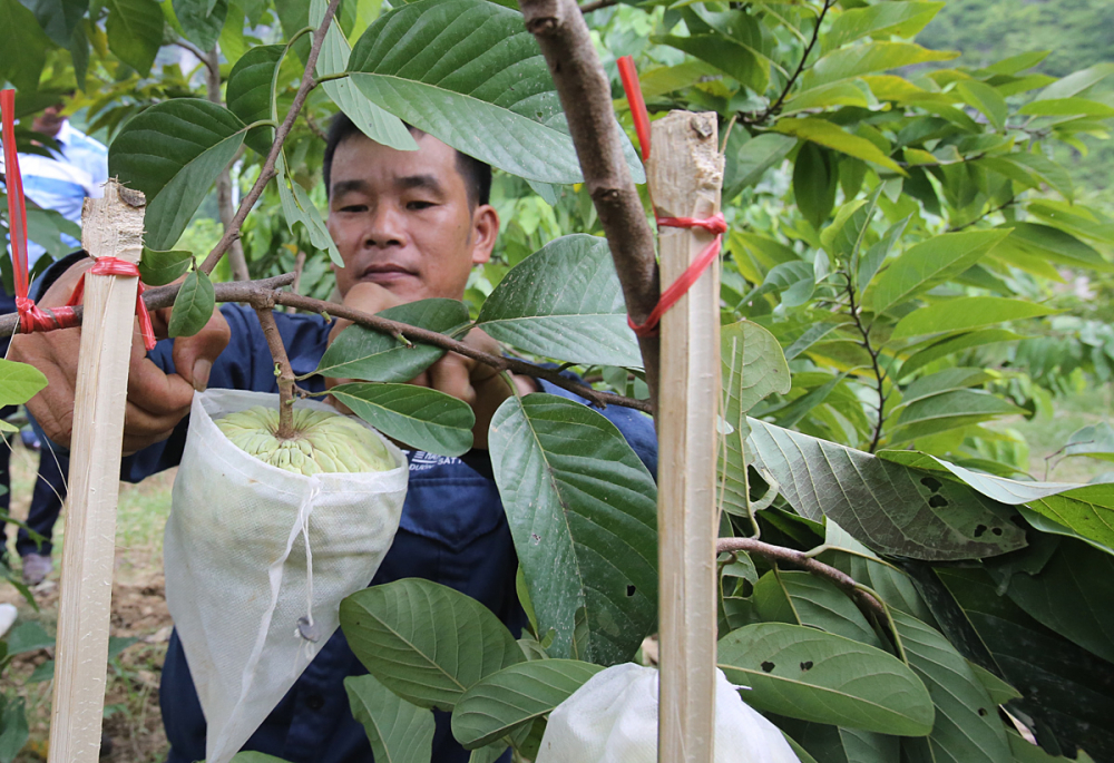 Mỗi trái na đạt đến 0,5 kg sẽ được bọc lại để chống sâu bệnh và ruồi vàng. Người trồng phải buộc chống đỡ thân cành để tránh hiện tượng gãy cành, quả sa xuống đất gây thối và xấu mã.