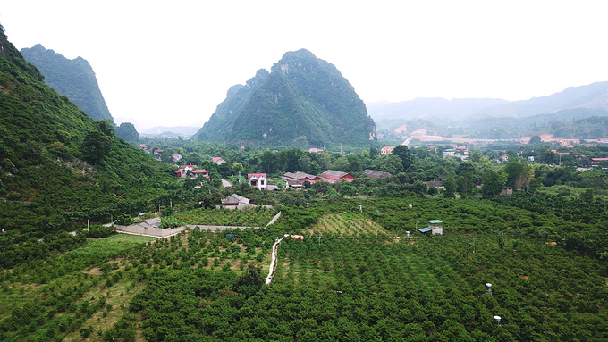 Huyện Chi Lăng đã trồng 5 ha giống na mới, trong đó nhiều vườn cho thu hoạch hàng trăm quả, đem lại lợi nhuận gấp nhiều lần na địa phương.