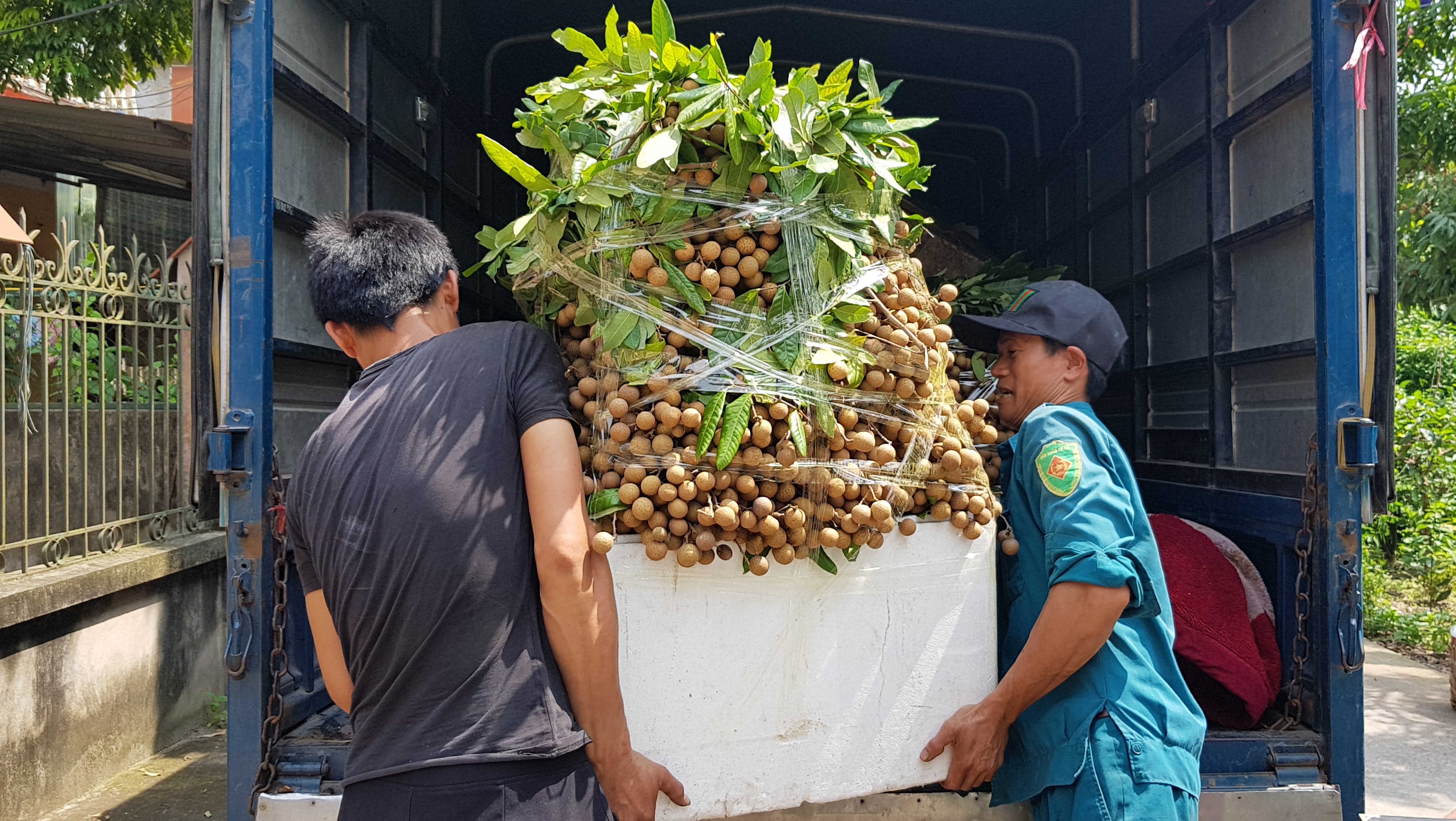 Chưa vào chính vụ, nhãn lồng Hưng Yên đã bị