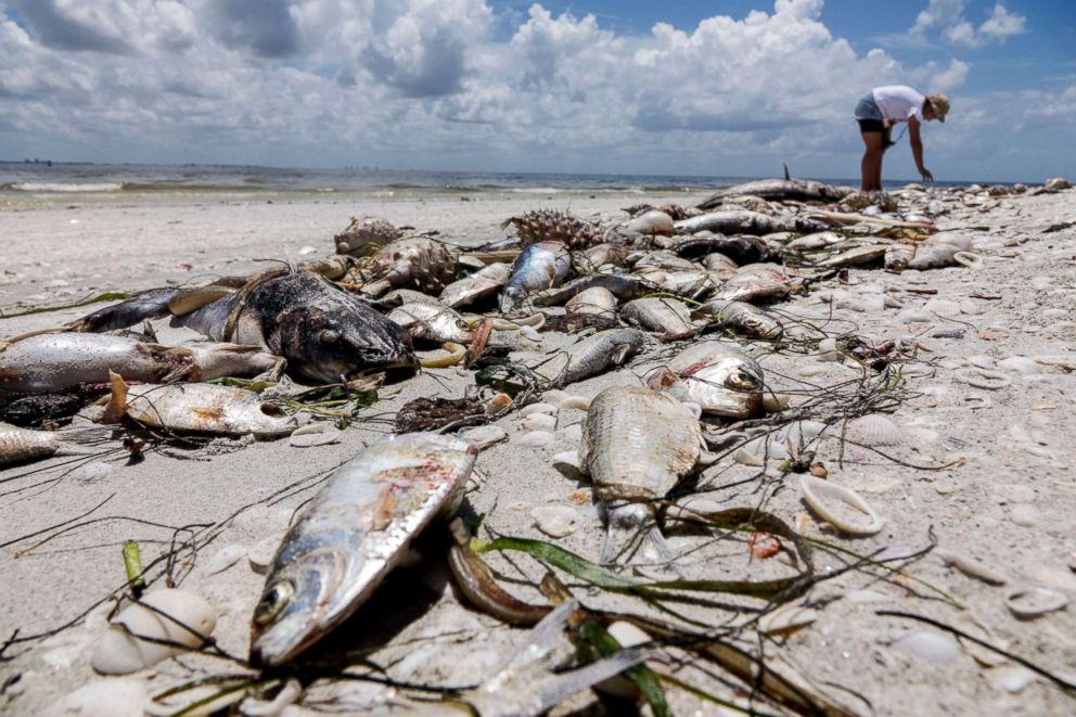 Ủy ban Bảo tồn Động vật Hoang dã và Cá Florida (FWC) xác nhận đã phát hiện hàng trăm loài vật gồm nhiều sinh vật biển, cá heo, cá mập và rùa biển đã chết hoặc bị thương do thủy triều đỏ (Ảnh: ABC News)