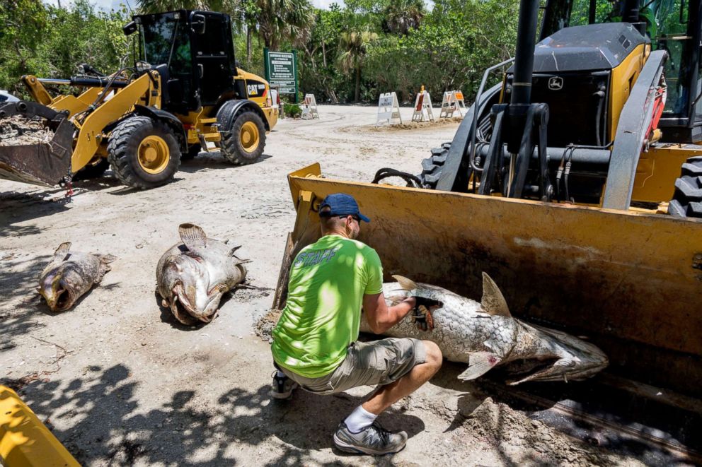Kể từ tháng trước, hàng chục cá thể rùa biển chết hoặc bị thương đã dạt vào bờ dọc các bãi biển do ngộ độc thủy triều đỏ (Ảnh: ABC News)