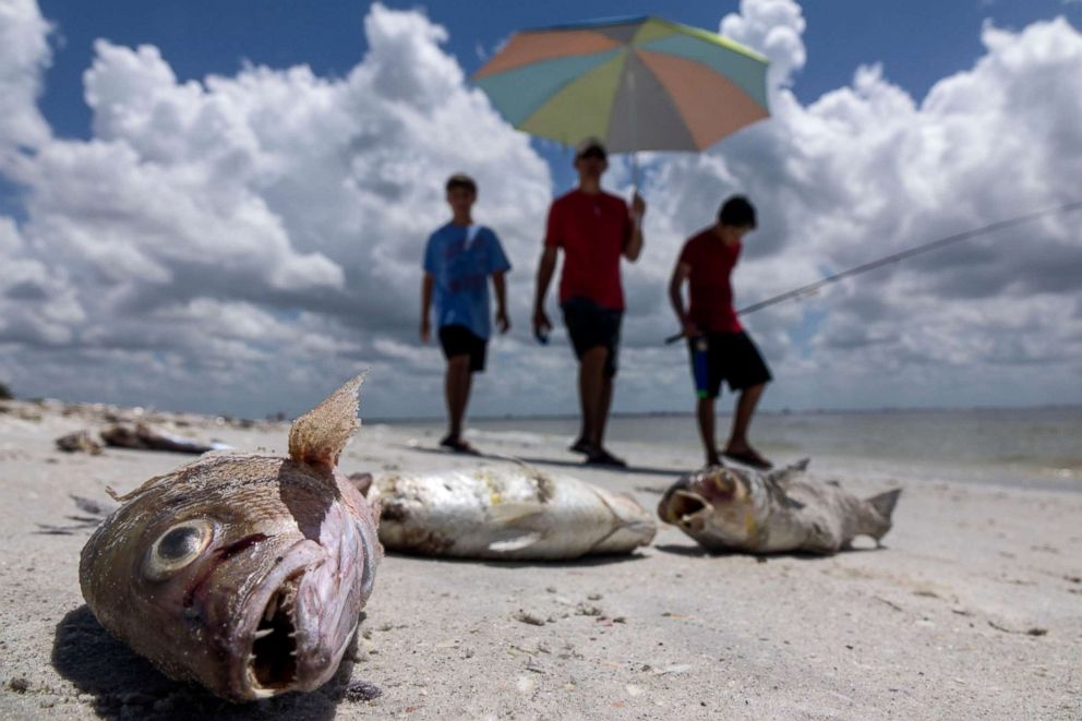 Fox News ngày 15/8 dẫn lời quan chức TP Sanibel, Scott Krawczuk, cho biết tổng cộng 300 tấn cá đã được thu thập trên những bãi biển ở phía Tây Nam bang Florida kể từ đầu tháng này (Ảnh: ABC News)