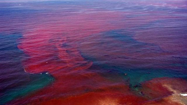 Thủy triều đỏ là hiện tượng tảo biển nở hoa hàng loạt, khiến nước chuyển sang màu đỏ hoặc nâu. Một số đợt thủy triều đỏ có liên quan đến việc giải phóng các độc tố tự nhiên, giảm oxy hòa tan hoặc các tác hại khác, hậu quả làm chết nhiều loại sinh vật biển