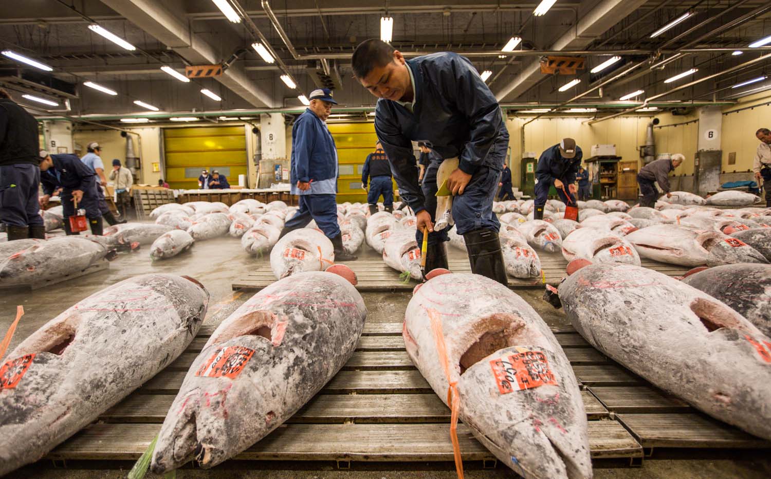 Tokyo lo mai một văn hóa truyền thống khi di dời chợ cá