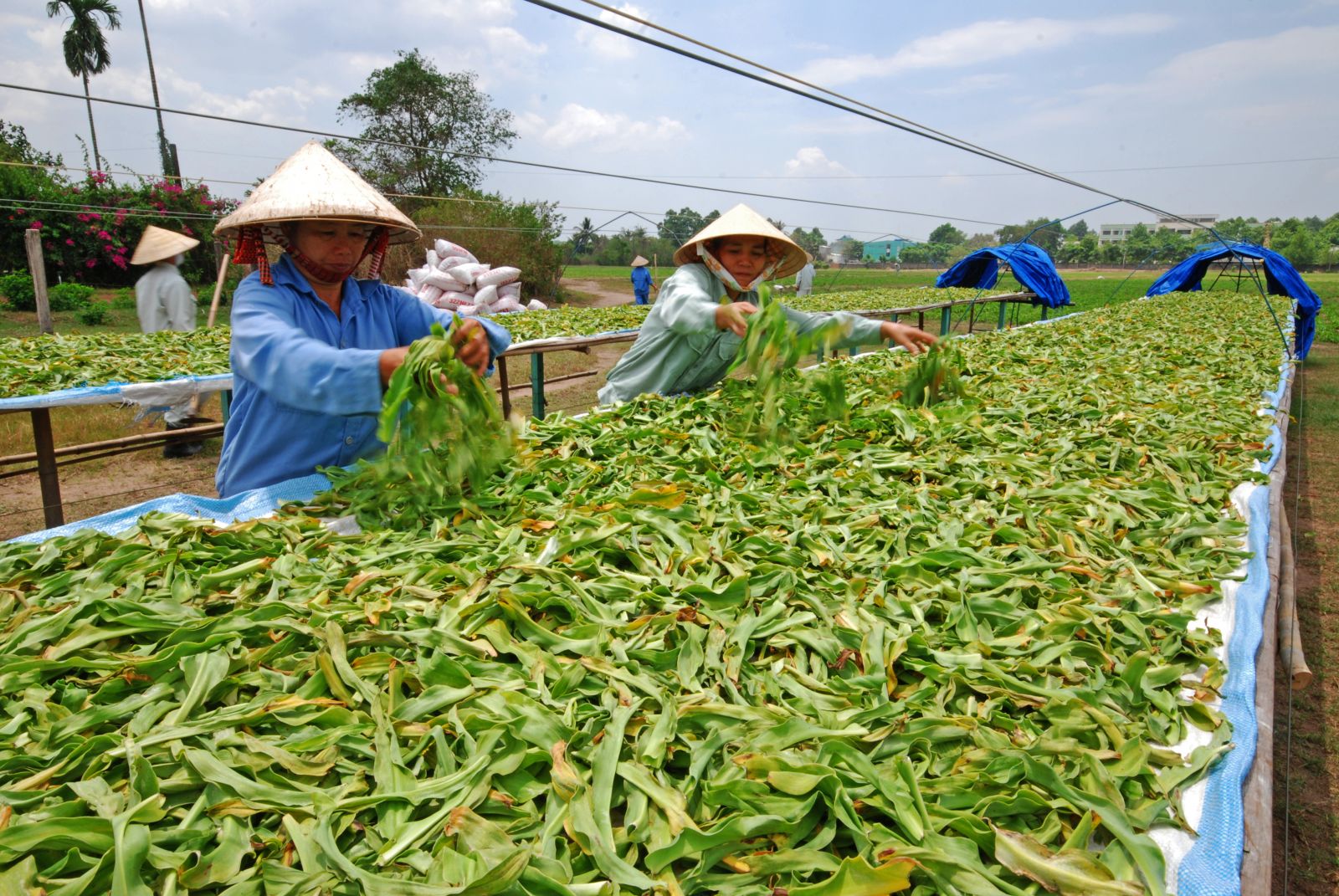Bài 2: Khai thác tiềm năng từ vườn dược liệu hữu cơ