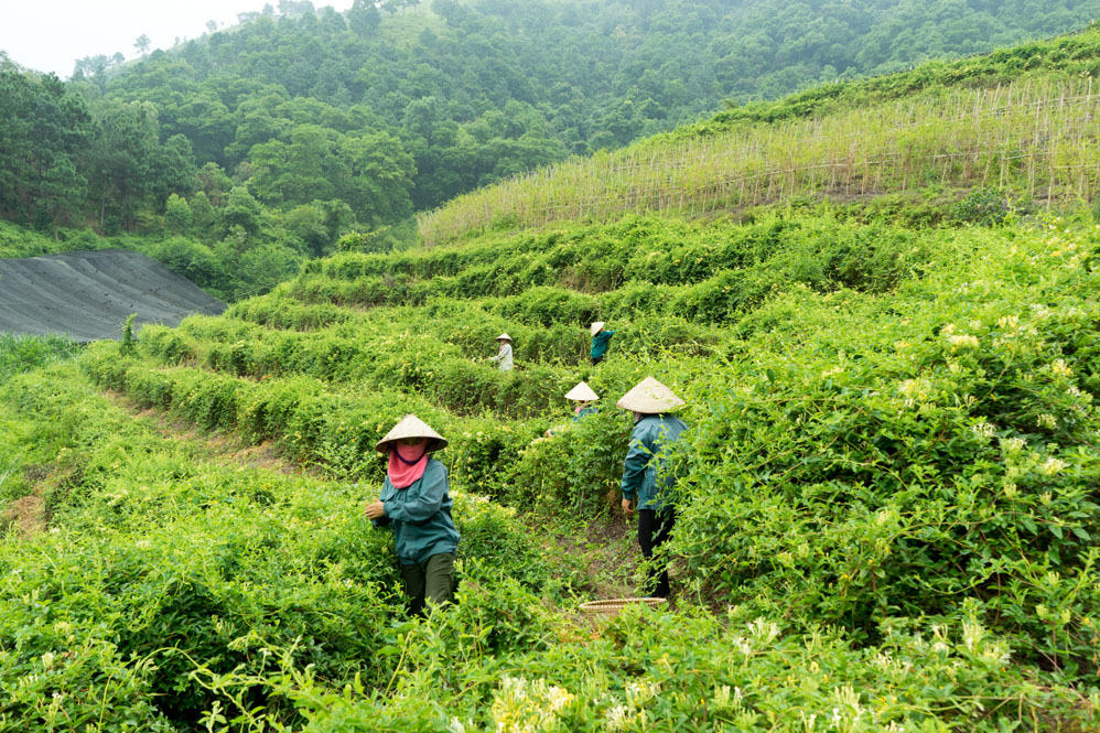 Vườn cây dược liệu của chị Nguyễn Thanh Tuyền tại Sóc Sơn (Hà Nội)
