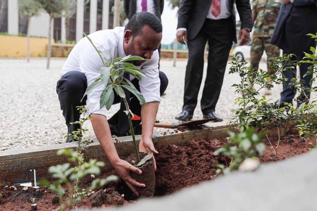 Thủ tướng Abiy Ahmed phát động chiến dịch trồng bốn tỷ cây xanh từ tháng 5 đến tháng 10/2019