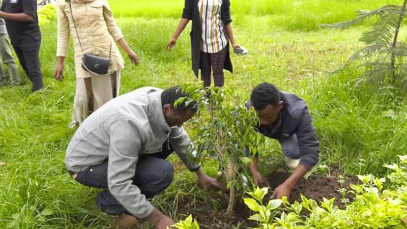 Rất đông người dân quốc gia Đông Phi này đã hưởng ứng chiến dịch phủ xanh Ethiopia