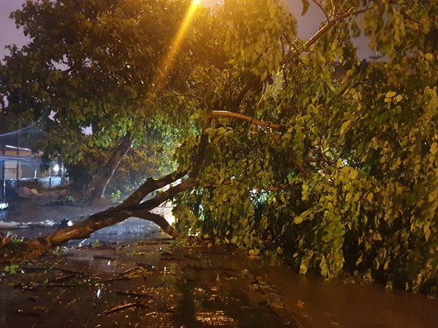 Hàng loạt cây xanh bật gốc do cơn bão số 3 đổ bộ vào TP Móng Cái