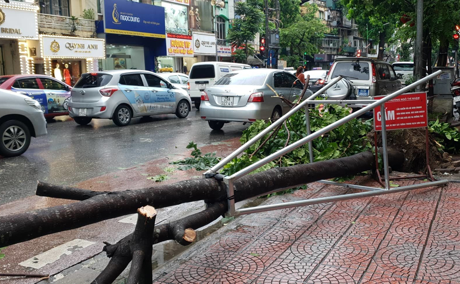 Mưa lớn, gió mạnh đã quật đổ nhiều cây xanh trên các tuyến phố của Hà Nội