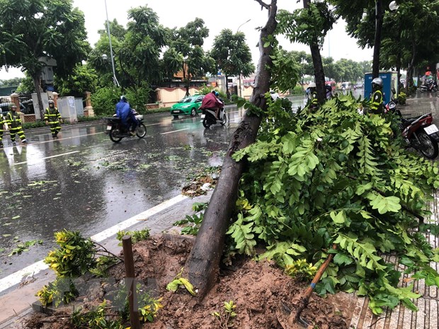 Mưa to khiến một số cây trên tuyến phố Lê Trọng Tấn (quận Thanh Xuân) bị đổ. (Ảnh: Huy Hùng/TTXVN)