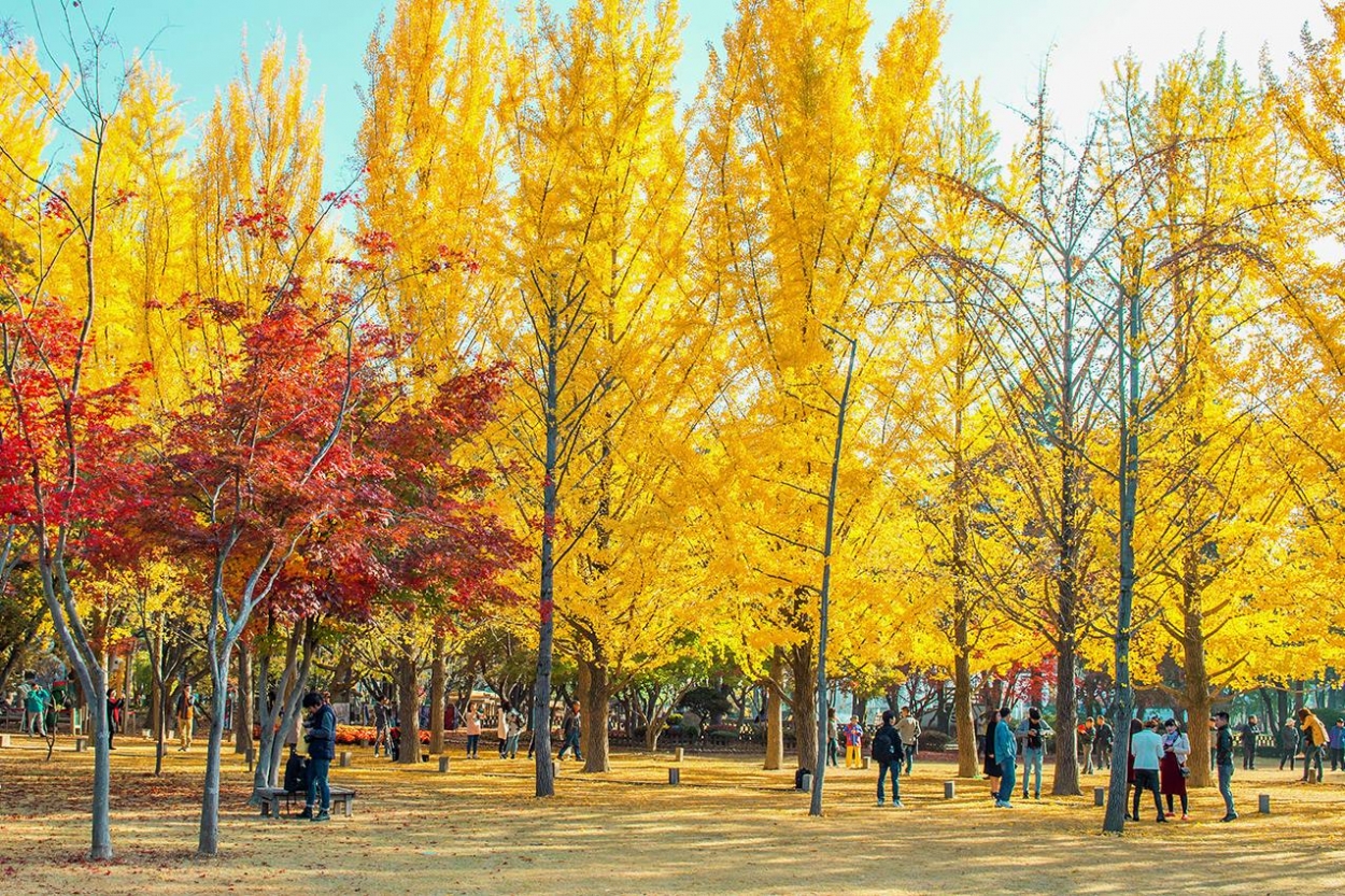 Mùa thu ở Hàn Quốc