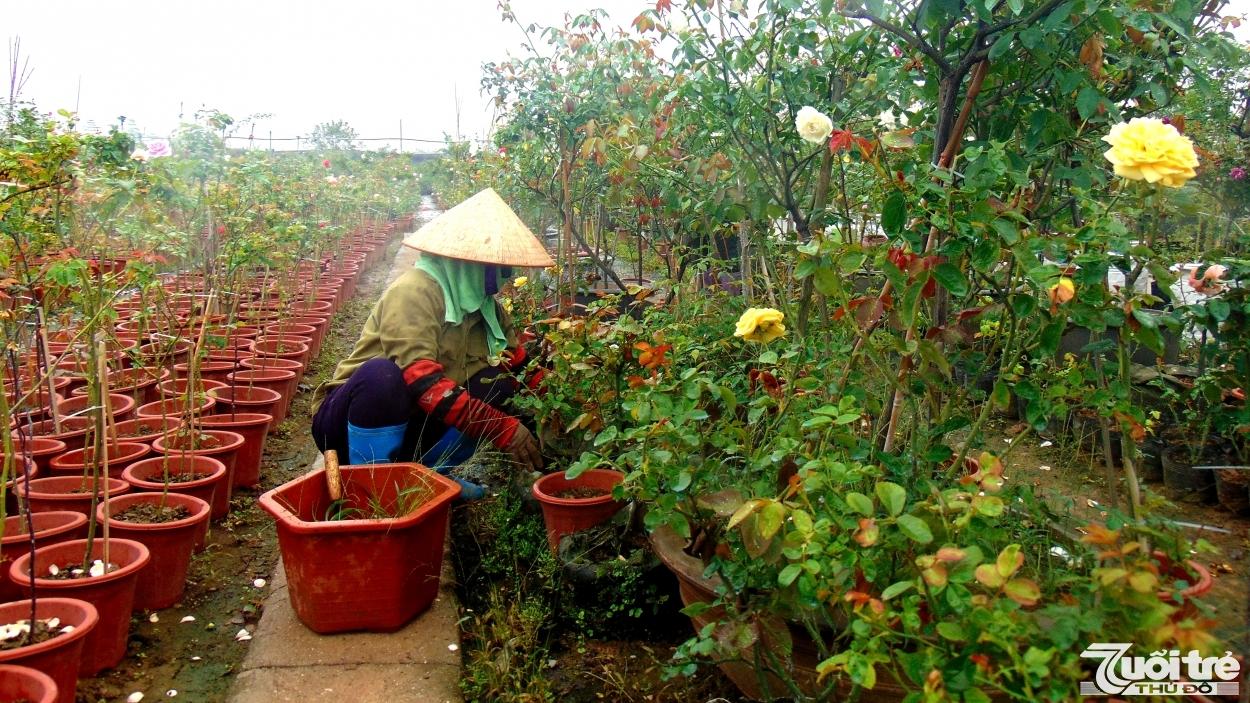 Mô hình trồng hoa hồng thế tại xã Mê Linh (huyện Mê Linh, Hà Nội)