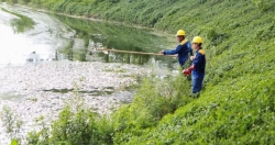 Cơ bản hoàn tất việc thu gom cá chết ở hồ điều hòa Yên Sở