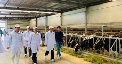 Hạt nhân xây dựng vùng chăn nuôi bò sữa an toàn dịch bệnh