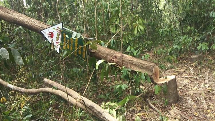 Nhiều gốc có gắn biển nhóm bảo vệ rừng bị đốn hạ