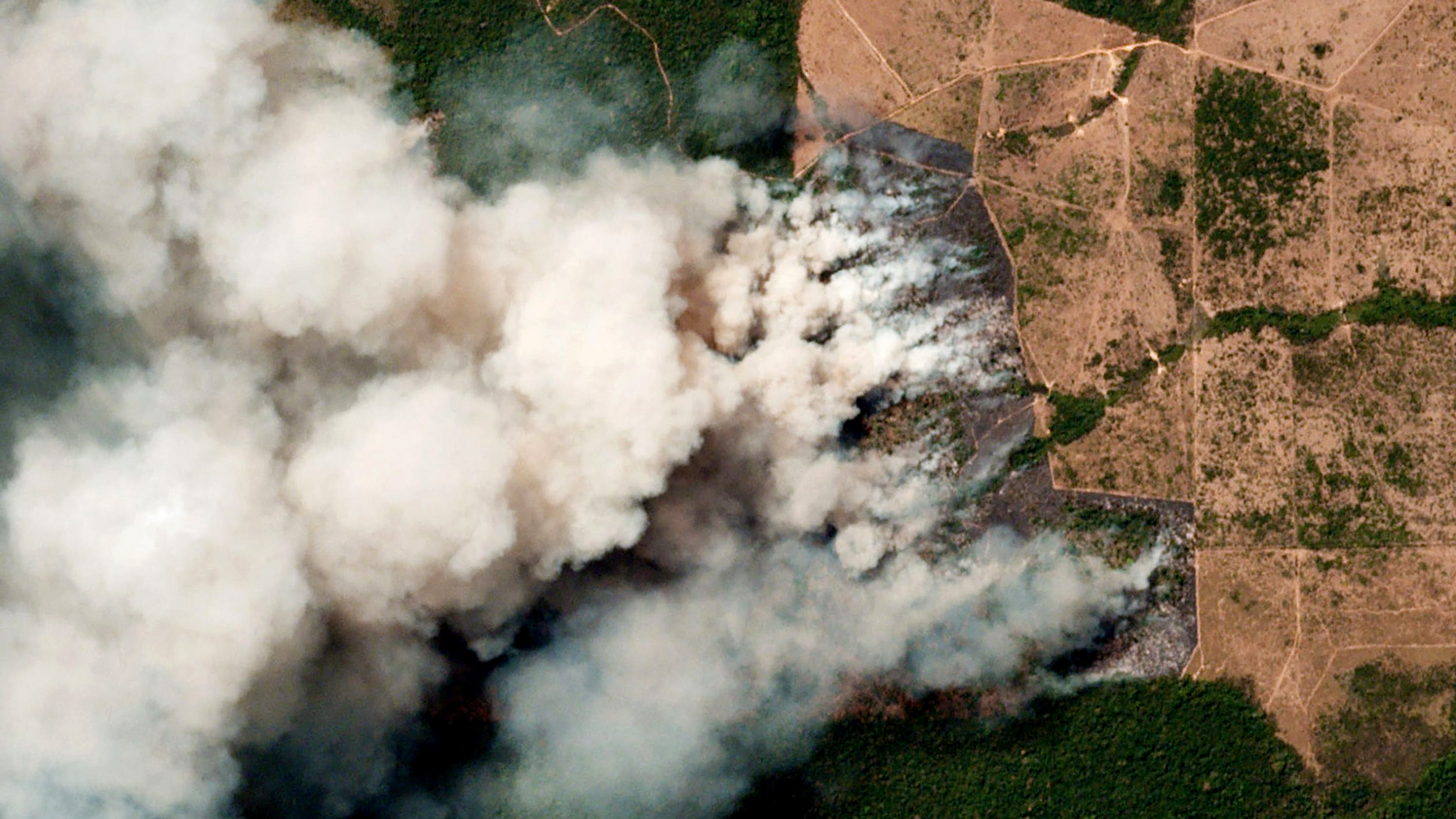 Rừng Amazon cháy vì... thế giới ăn quá nhiều thịt