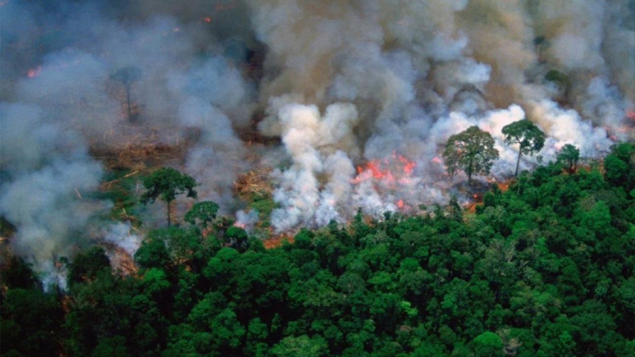 Phần lớn các vụ hỏa hoạn đã được các nhà khai thác gỗ và người chăn nuôi “đặt ra” để dọn đất cho việc chăn nuôi gia súc