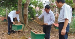 "Đổi đời" nhờ nghề nuôi ong lấy mật tại Kim Sơn