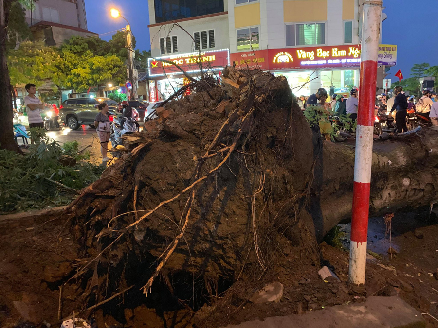 Hà Nội: Dông lốc làm nhiều cây lớn đổ, ít nhất 2 người thương vong