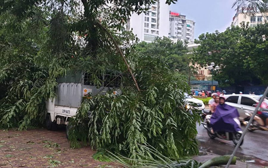 Cây đổ trùm lên ô tô trên phố Lê Văn Lương