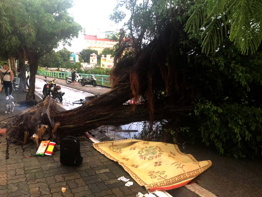 Hà Nội: Dông lốc làm nhiều cây lớn đổ, ít nhất 2 người thương vong