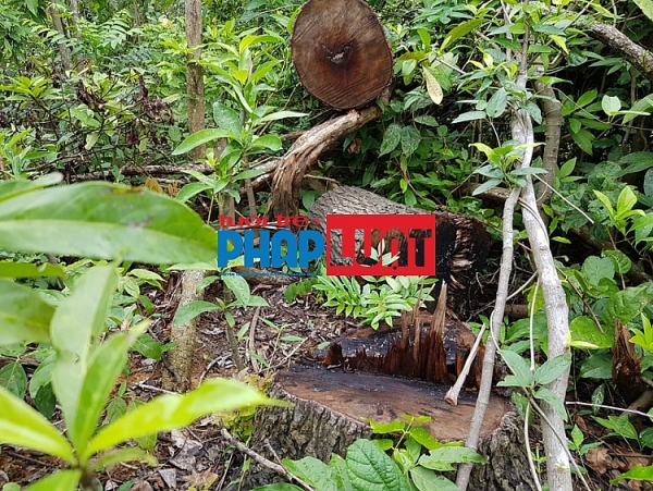Quảng Trị: Hàng loạt diện tích rừng ở Hướng Hóa bị tàn phá