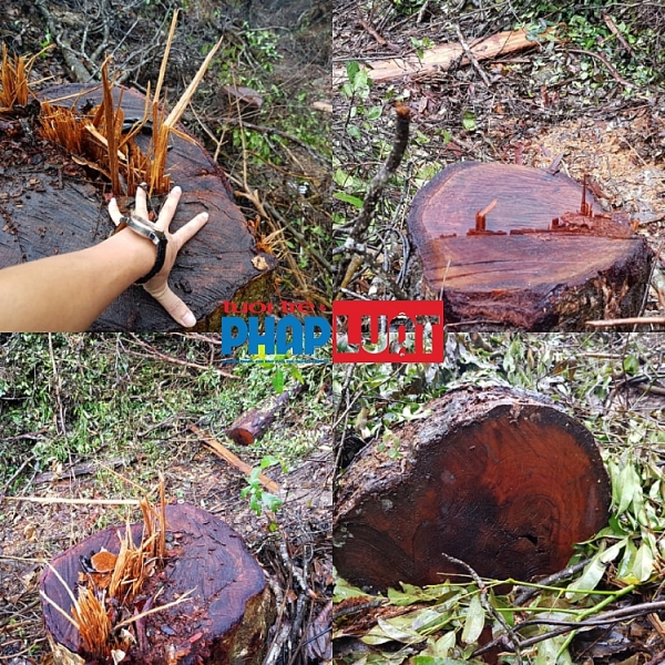 Một cánh rừng dẻ tại thôn Chênh Vênh, xã Hướng Phùng vừa bị phá tan tành.