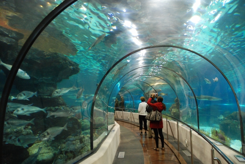 Thuỷ cung Vinpearl Aquarium Times City với nhiều loại cá kỳ lạ