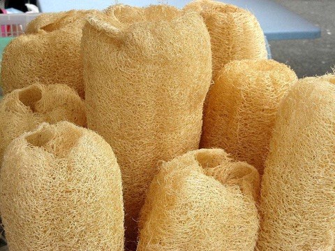 8X khởi nghiệp chỉ với miếng xơ mướp rửa bát